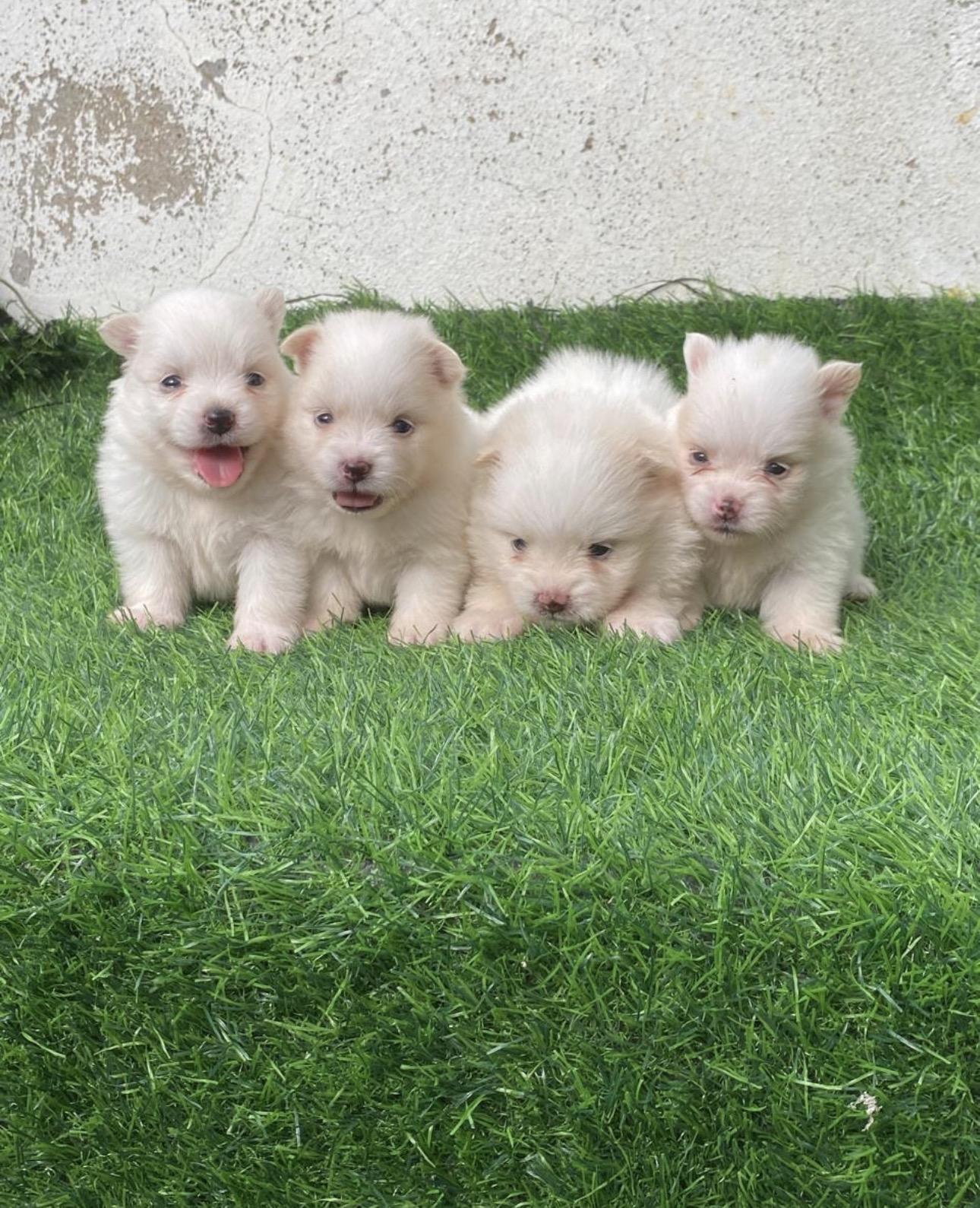 Pomerania Ambos Sexos  Foto 7317610-3.jpg