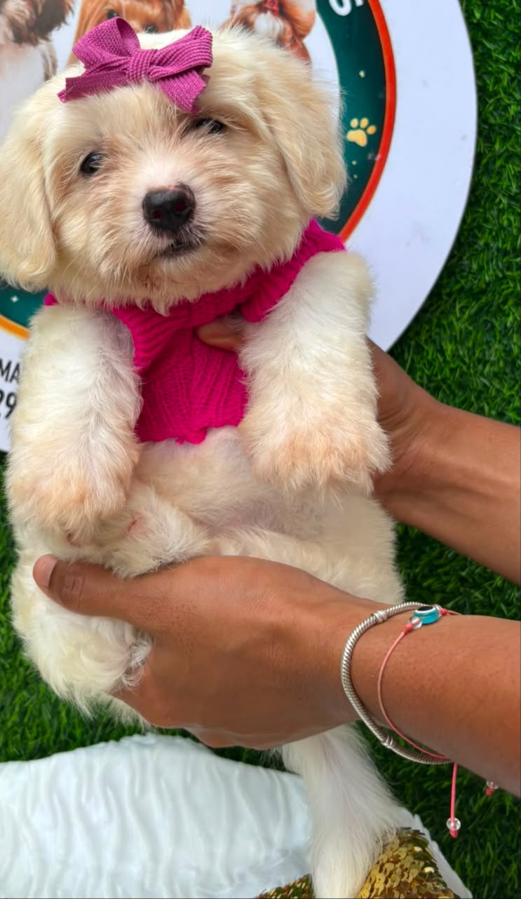 OFERTA CACHORRO MALTIPOO HEMBRA  EN SANTO DOMINGO Y VACUNA AL DIA  Foto 7317618-1.jpg