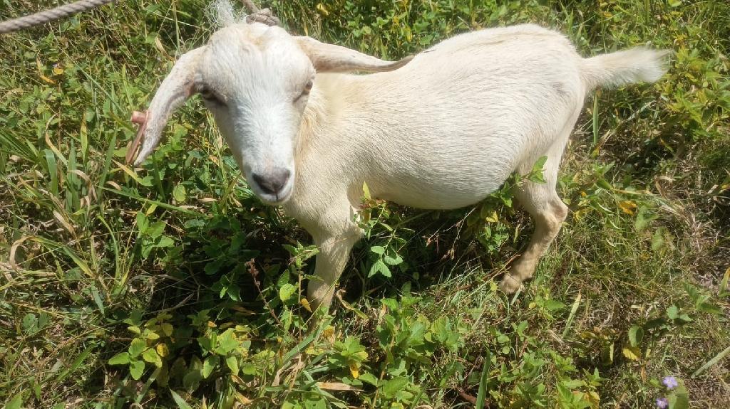 Venta chivo macho castrado en Santo Domingo Este Foto 7317668-1.jpg