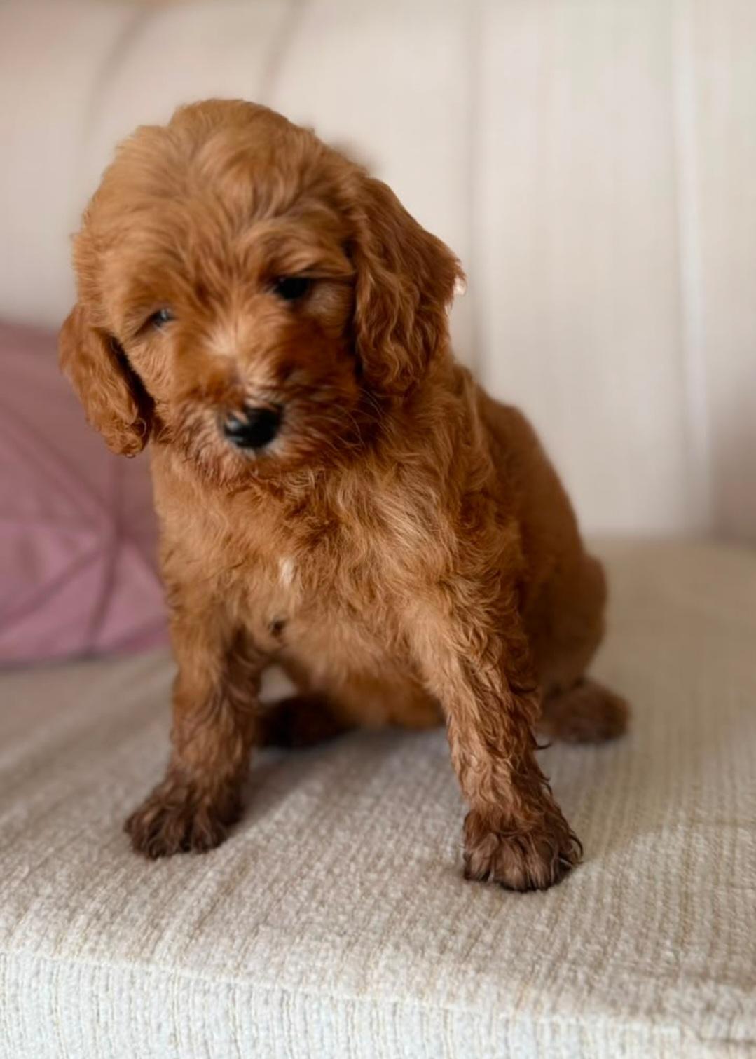 Goldendoodle Mini Foto 7317677-5.jpg