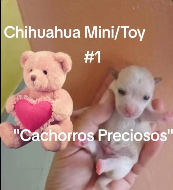 Chihuahua mini/Toy/Micro 0 y 1  Foto 7317678-1.jpg