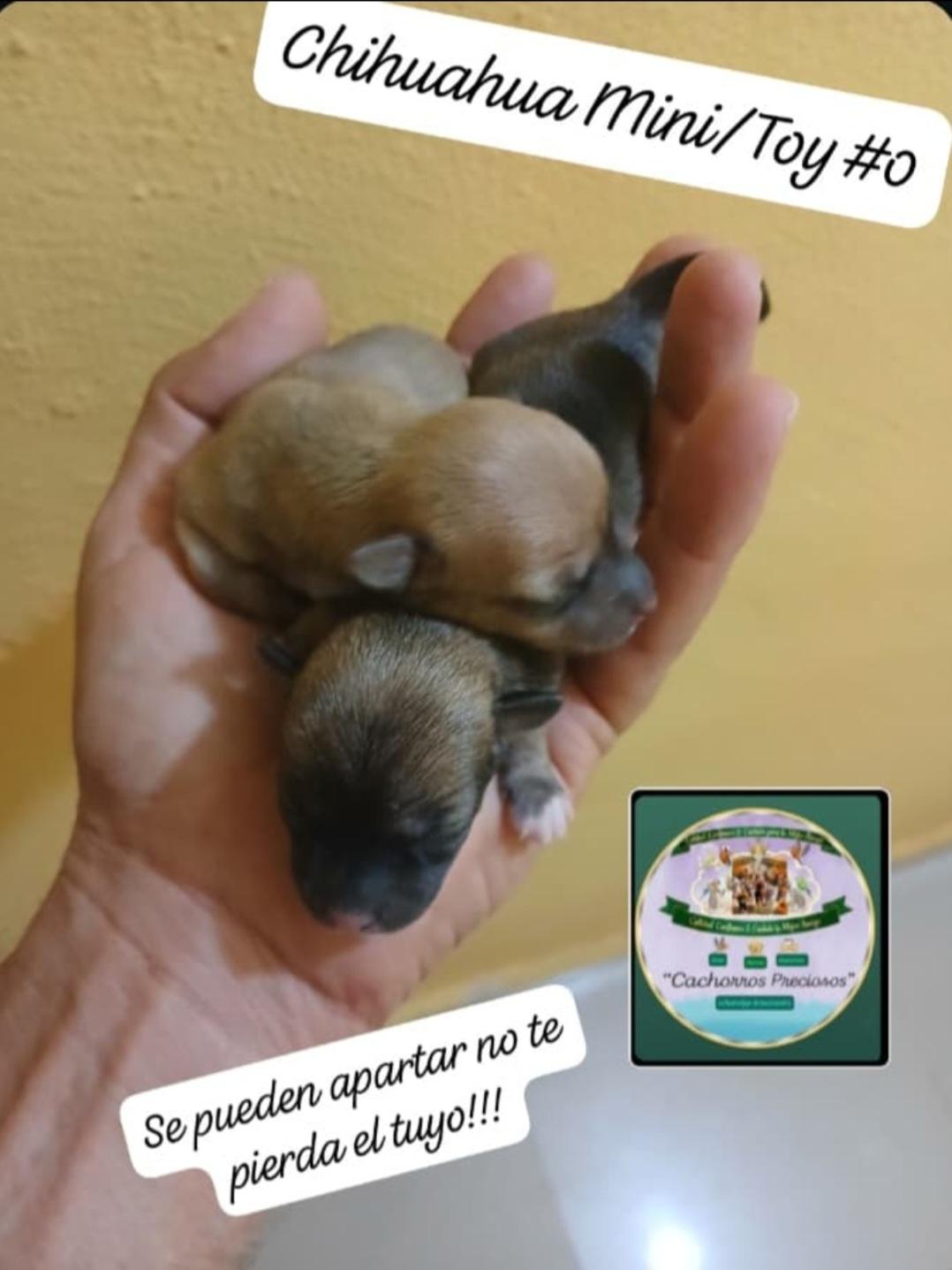 Chihuahua mini/Toy/Micro 0 y 1  Foto 7317678-2.jpg