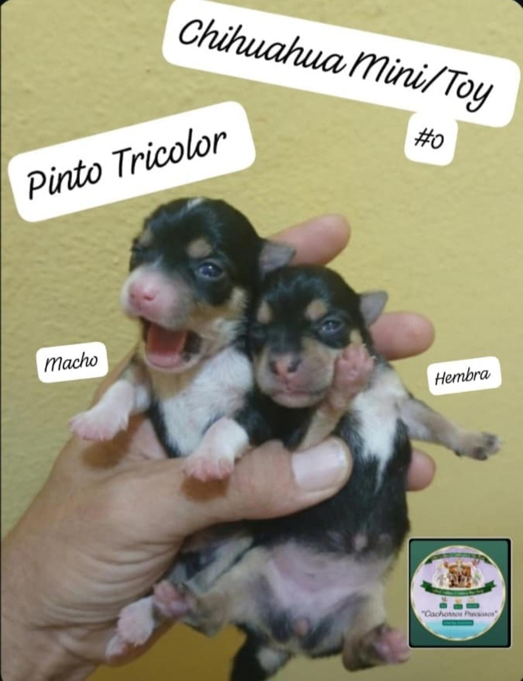 Chihuahua mini/Toy/Micro 0 y 1  Foto 7317678-3.jpg