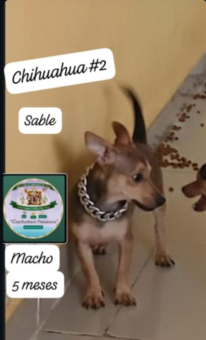 Chihuahua 2 cabeza de venado  Foto 7317679-2.jpg