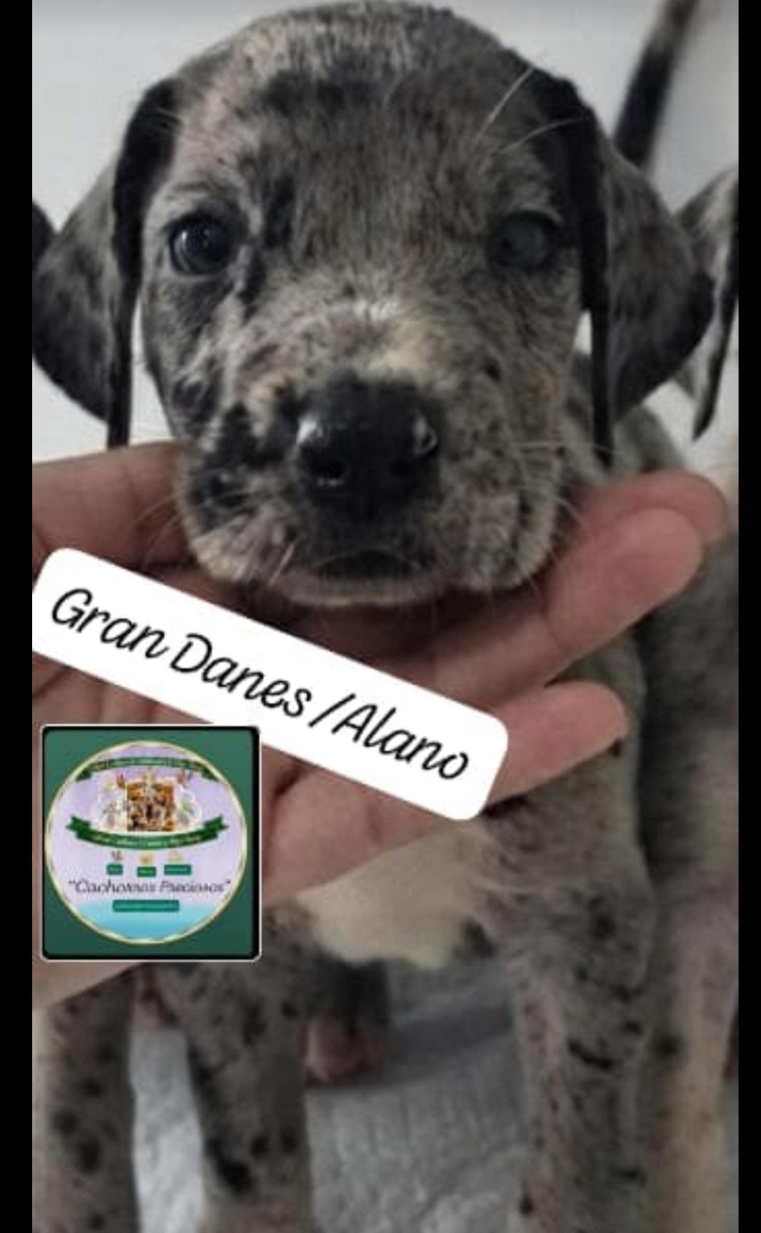 Gran Danes/Alano Foto 7317680-1.jpg