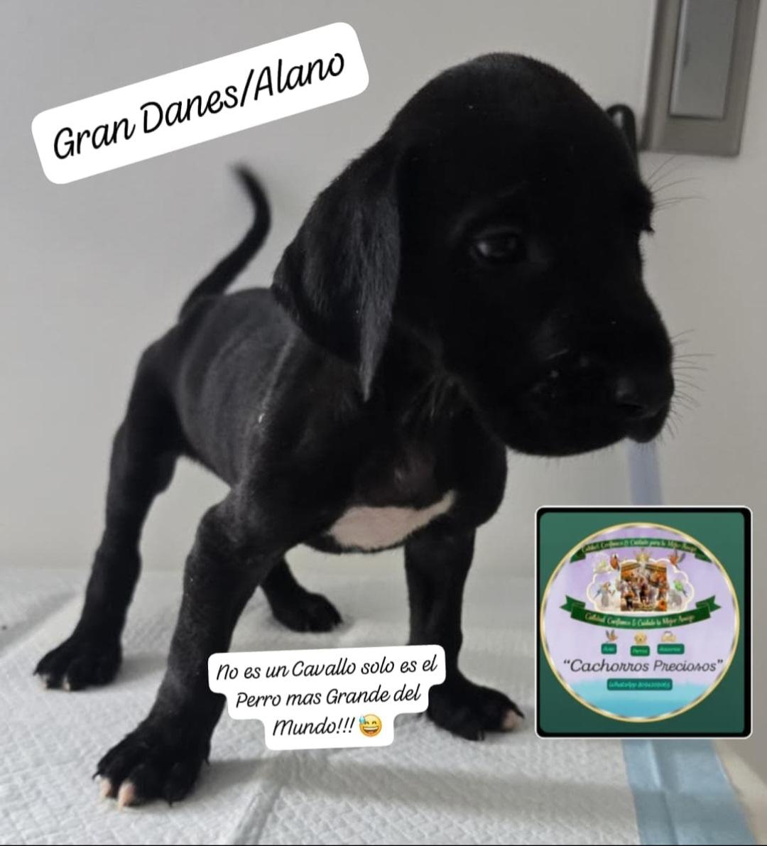 Gran Danes/Alano Foto 7317680-2.jpg