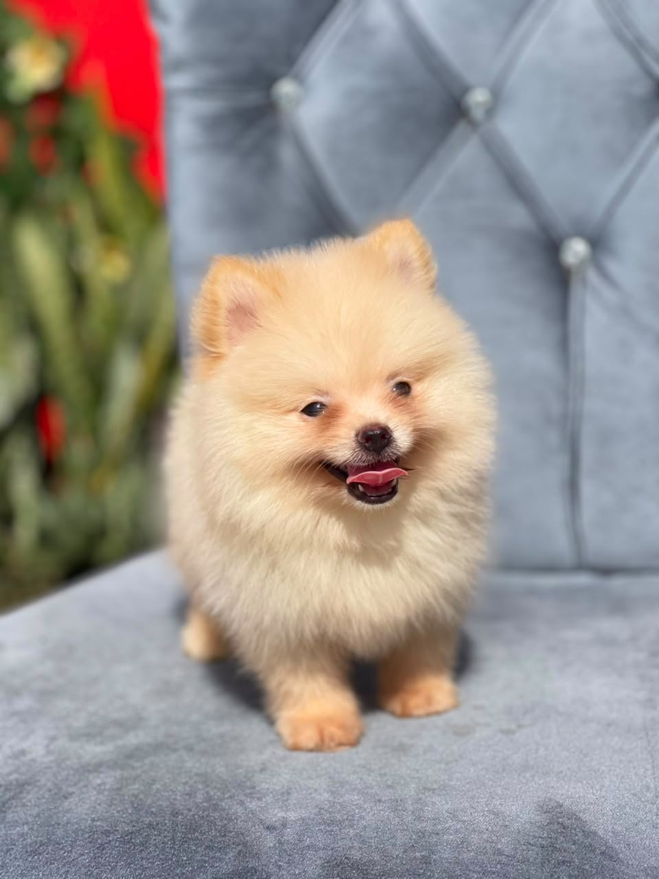 OFERTA CACHORRO POMERANIA MACHO LA VEGA Y VACUNADA Foto 7317766-1.jpg