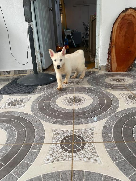 OFERTA CACHORRO HUSKY HEMBRA EN SANTO DOMINGO Y VACUNA AL DIA  Foto 7317768-1.jpg
