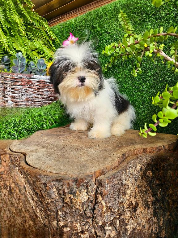 OFERTA CACHORRO SHIPOO MACHO EN SANTO DOMINGO Y VACUNA AL DIA  Foto 7317771-1.jpg