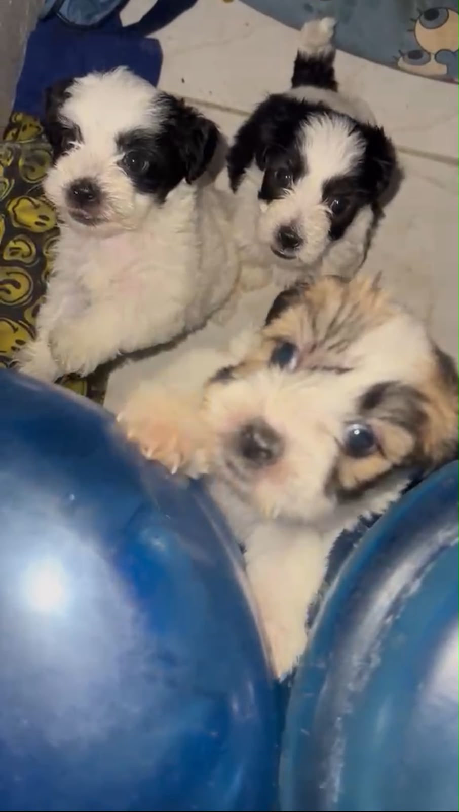 OFERTA CACHORRO SHIPOO HEMBRA EN SANTO DOMINGO Y VACUNA AL DIA  Foto 7317992-1.jpg