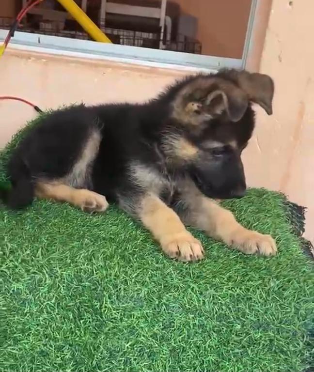 OFERTA CACHORRO PASTOR ALEMAN HEMBRA EN SANTO DOMINGO Y VACUNA AL DIA Foto 7317993-1.jpg