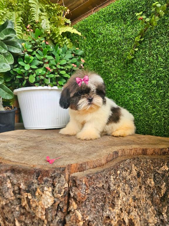 OFERTA CACHORRO SHIH TZU HEMBRA EN SANTO DOMINGO Y VACUNADOS  Foto 7317994-1.jpg