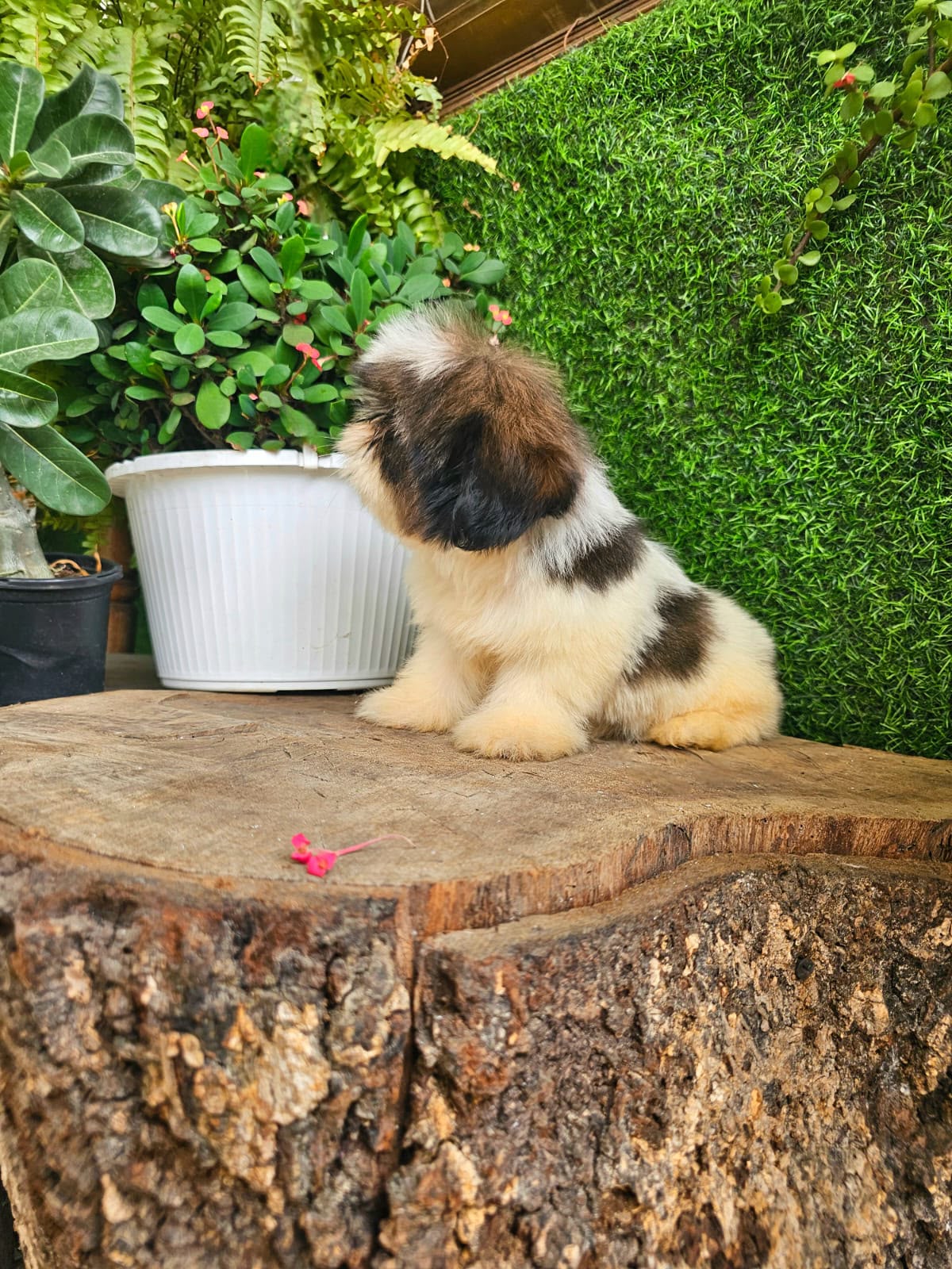 OFERTA CACHORRO SHIH TZU HEMBRA EN SANTO DOMINGO Y VACUNADOS  Foto 7317994-2.jpg