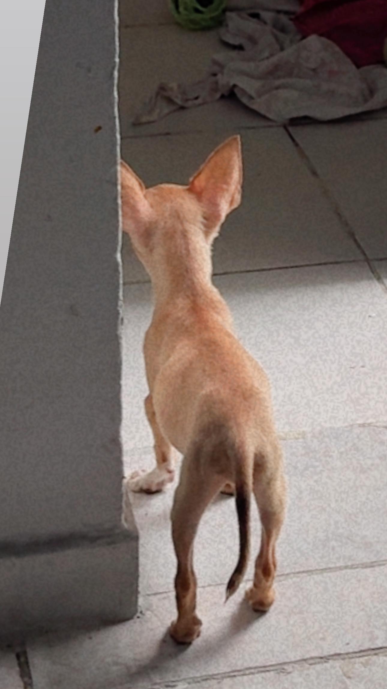Chihuahua número 1 4 meses Foto 7318005-11.jpg