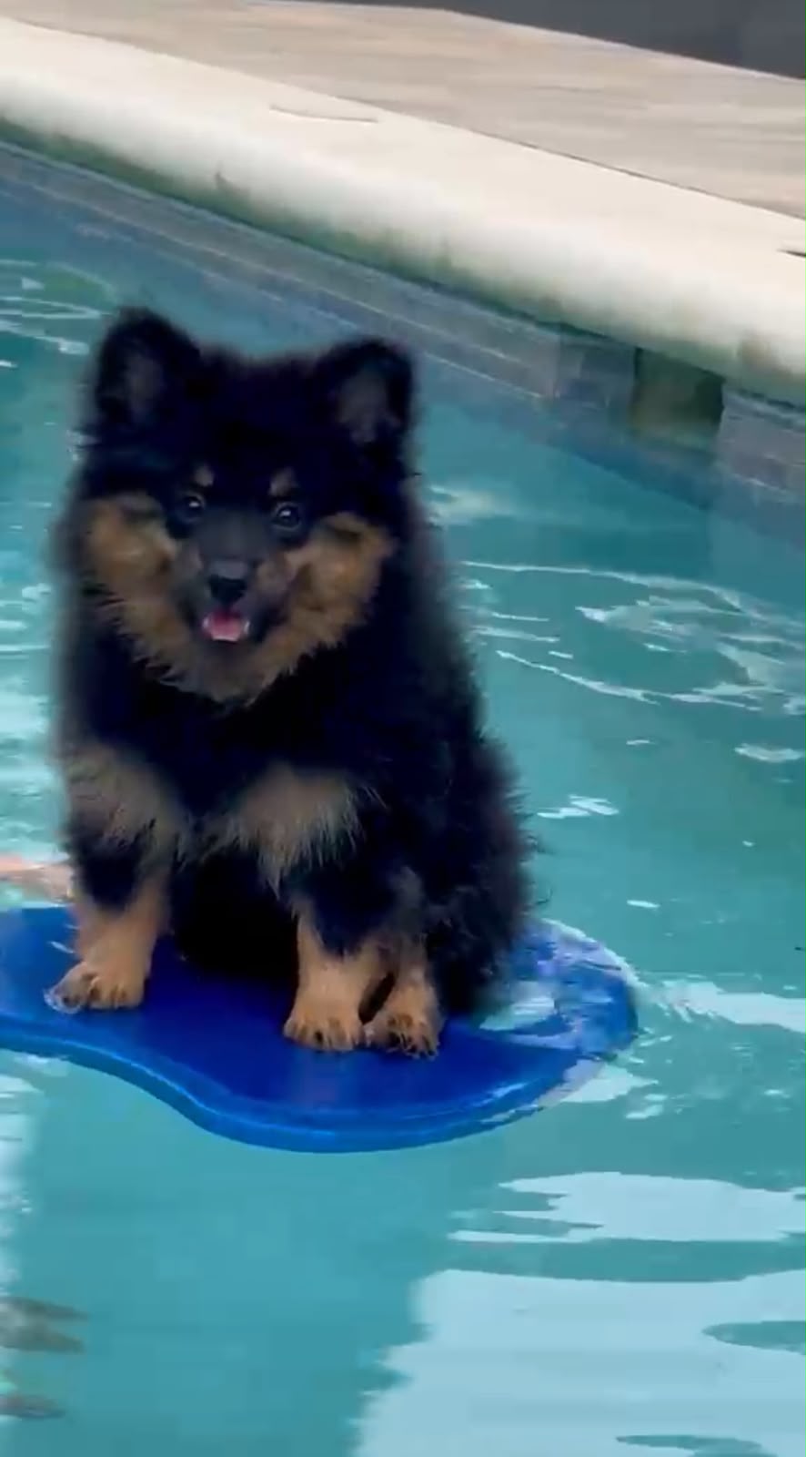 OFERTA CACHORRO POMERANIA AMBOS EN SANTO DOMINGO Y VACUNADA Foto 7318014-2.jpg
