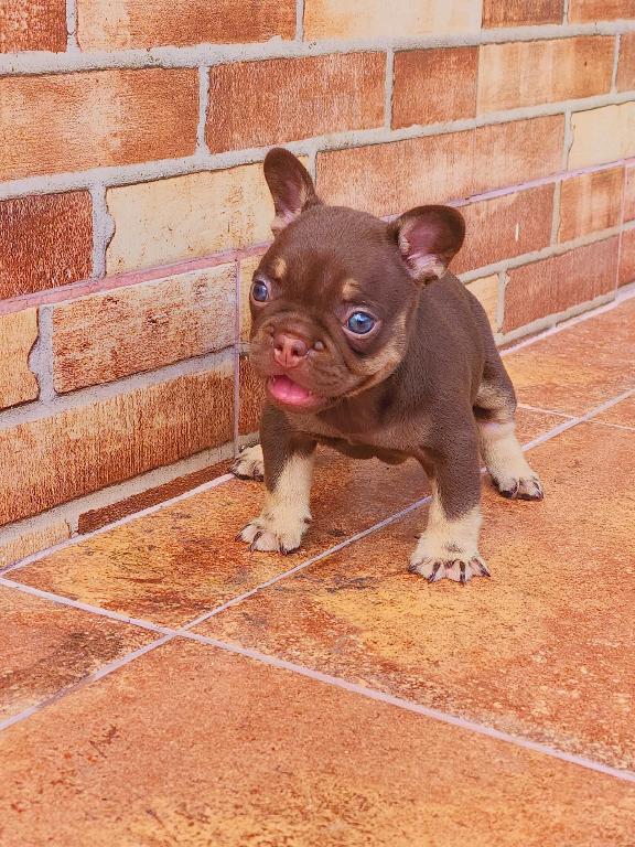 Bulldog frances hembra  Foto 7318033-1.jpg