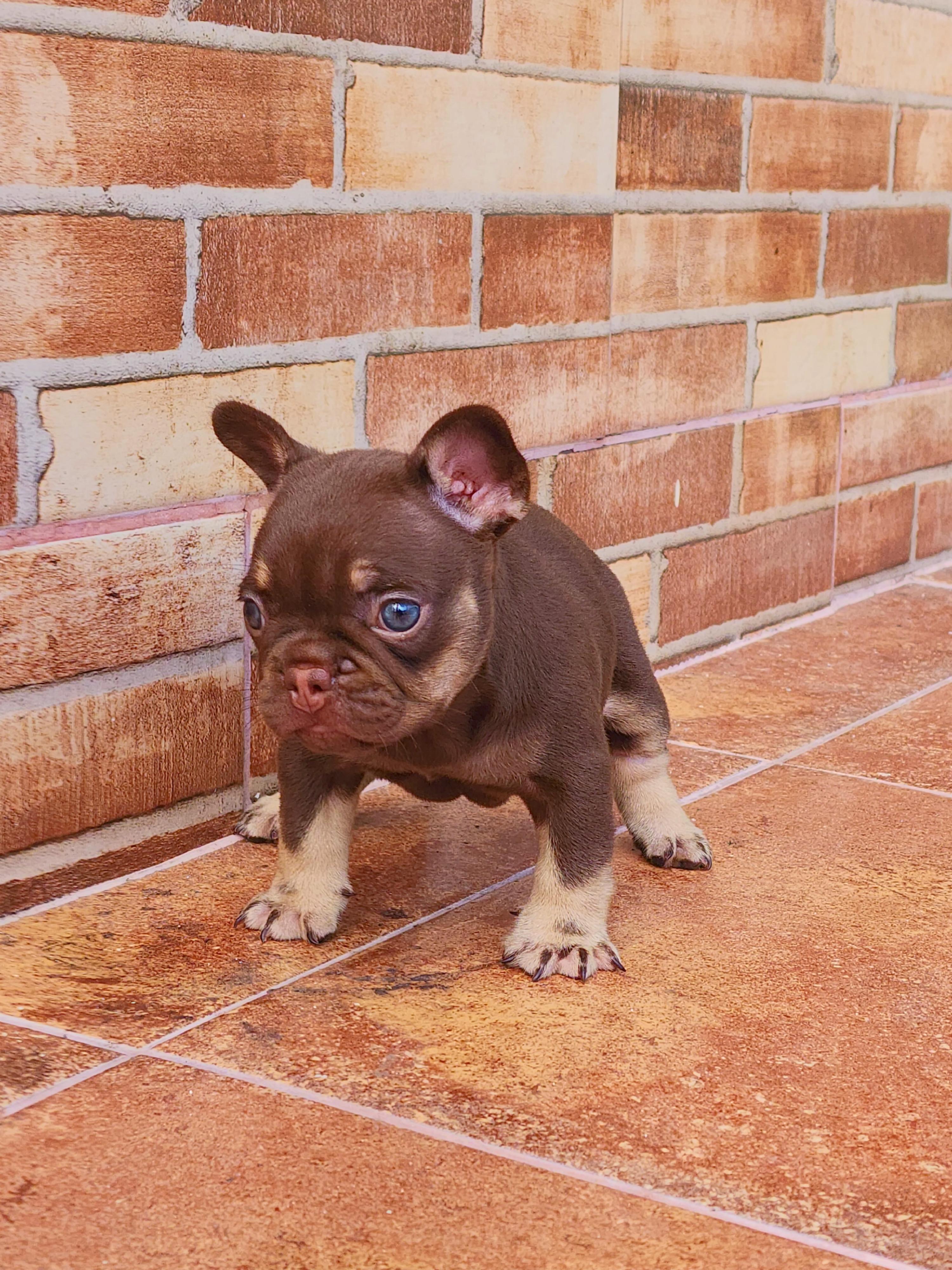 Bulldog frances hembra  Foto 7318033-2.jpg