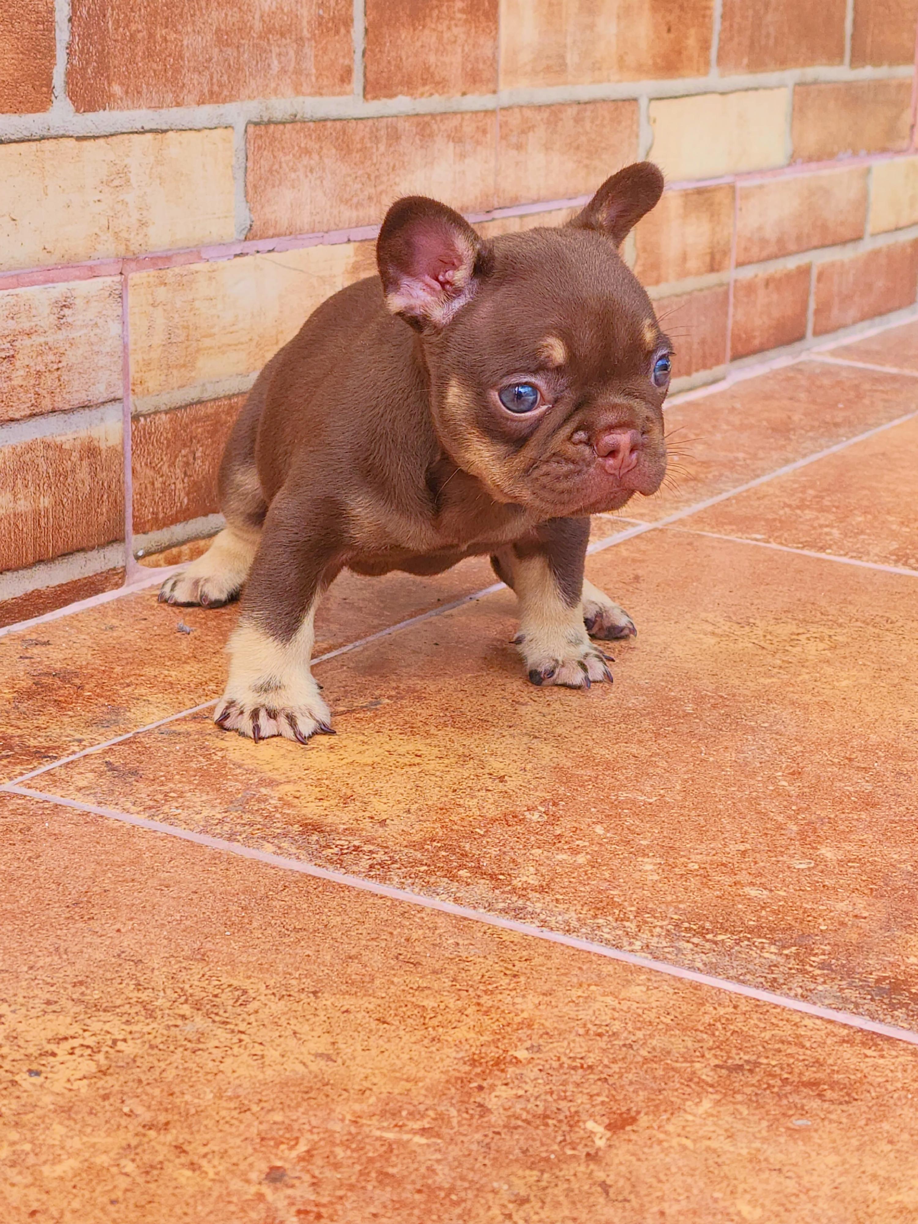 Bulldog frances hembra  Foto 7318033-4.jpg