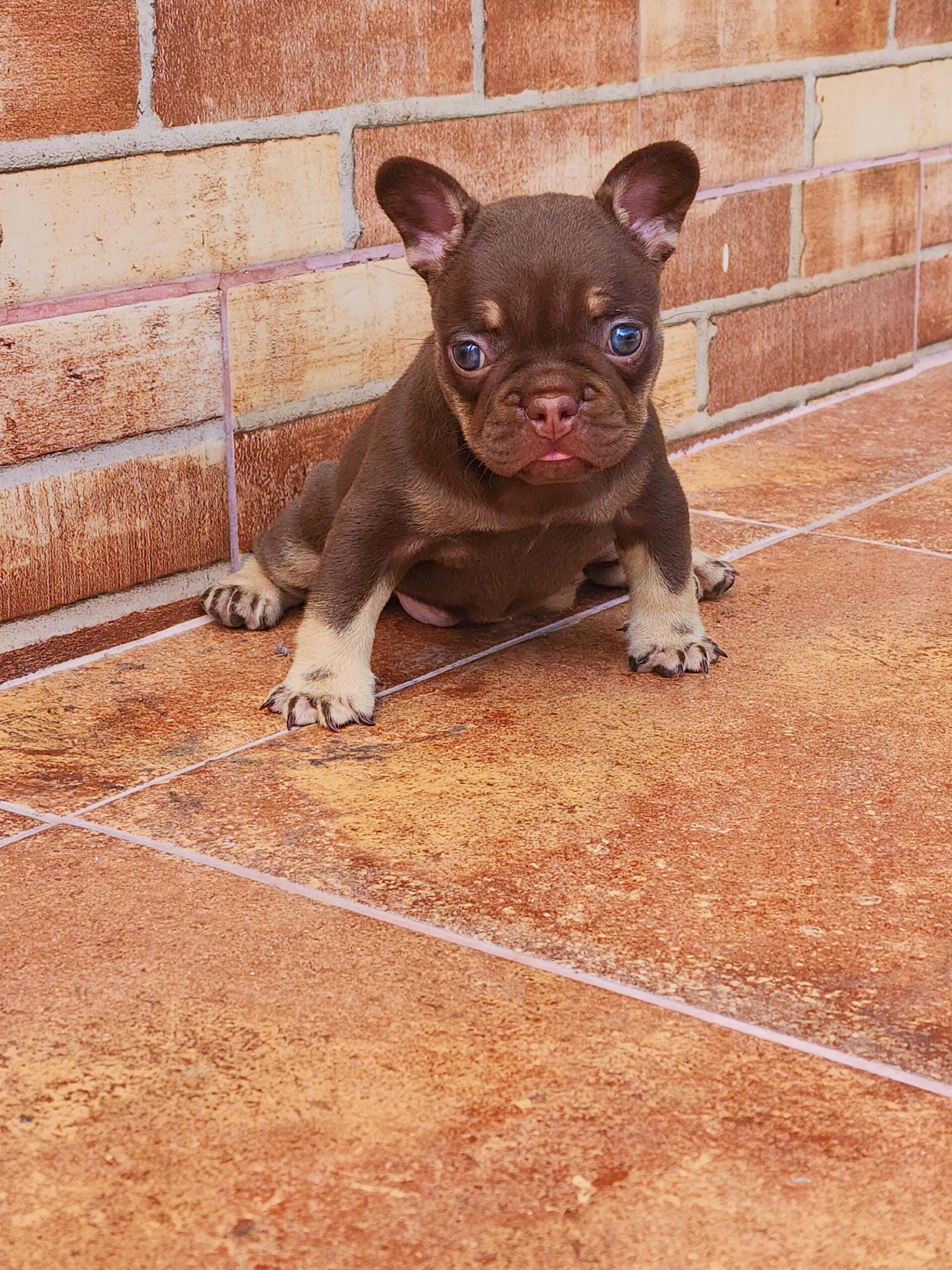 Bulldog frances hembra  Foto 7318033-5.jpg