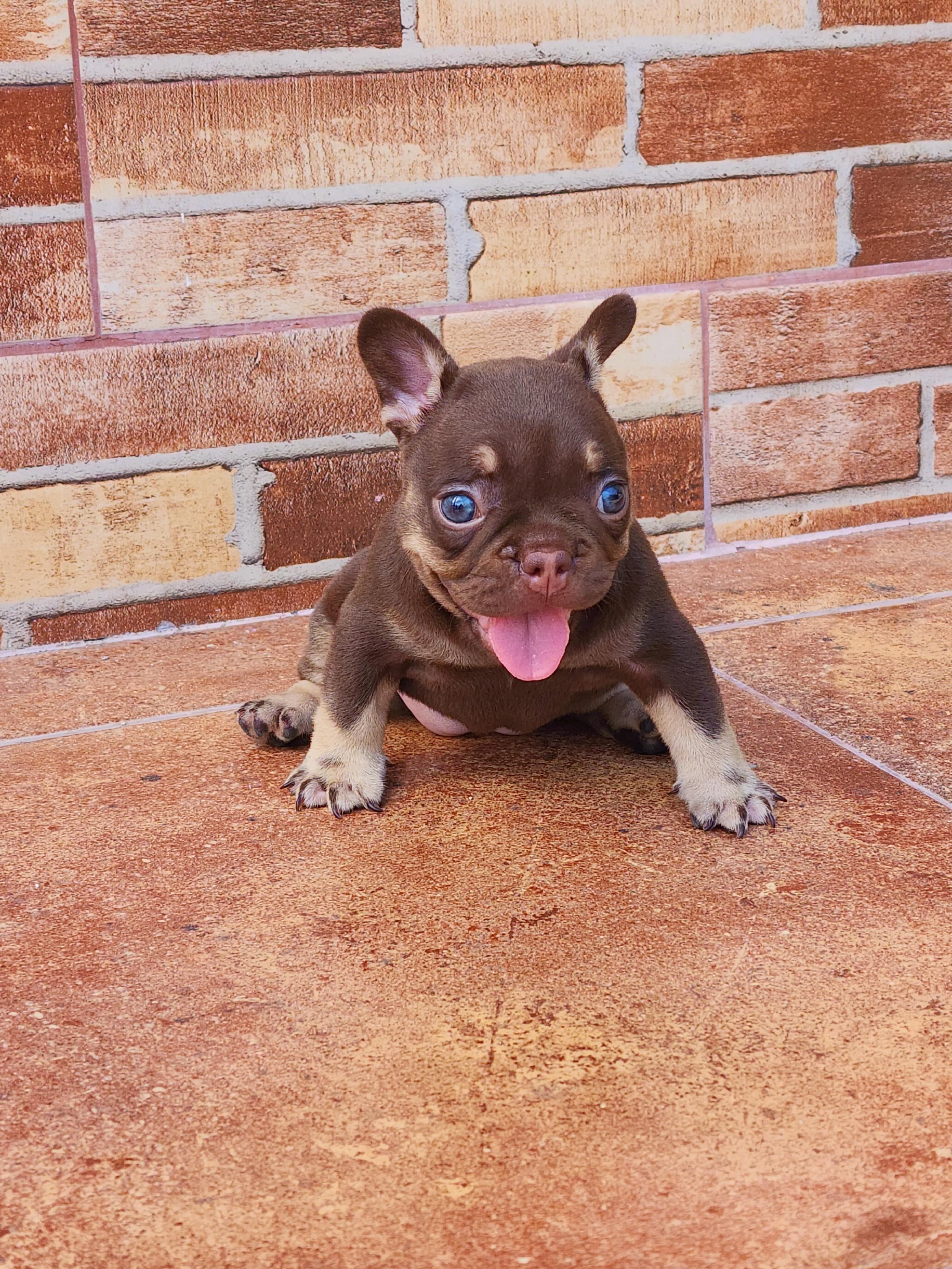 Bulldog frances hembra  Foto 7318033-7.jpg