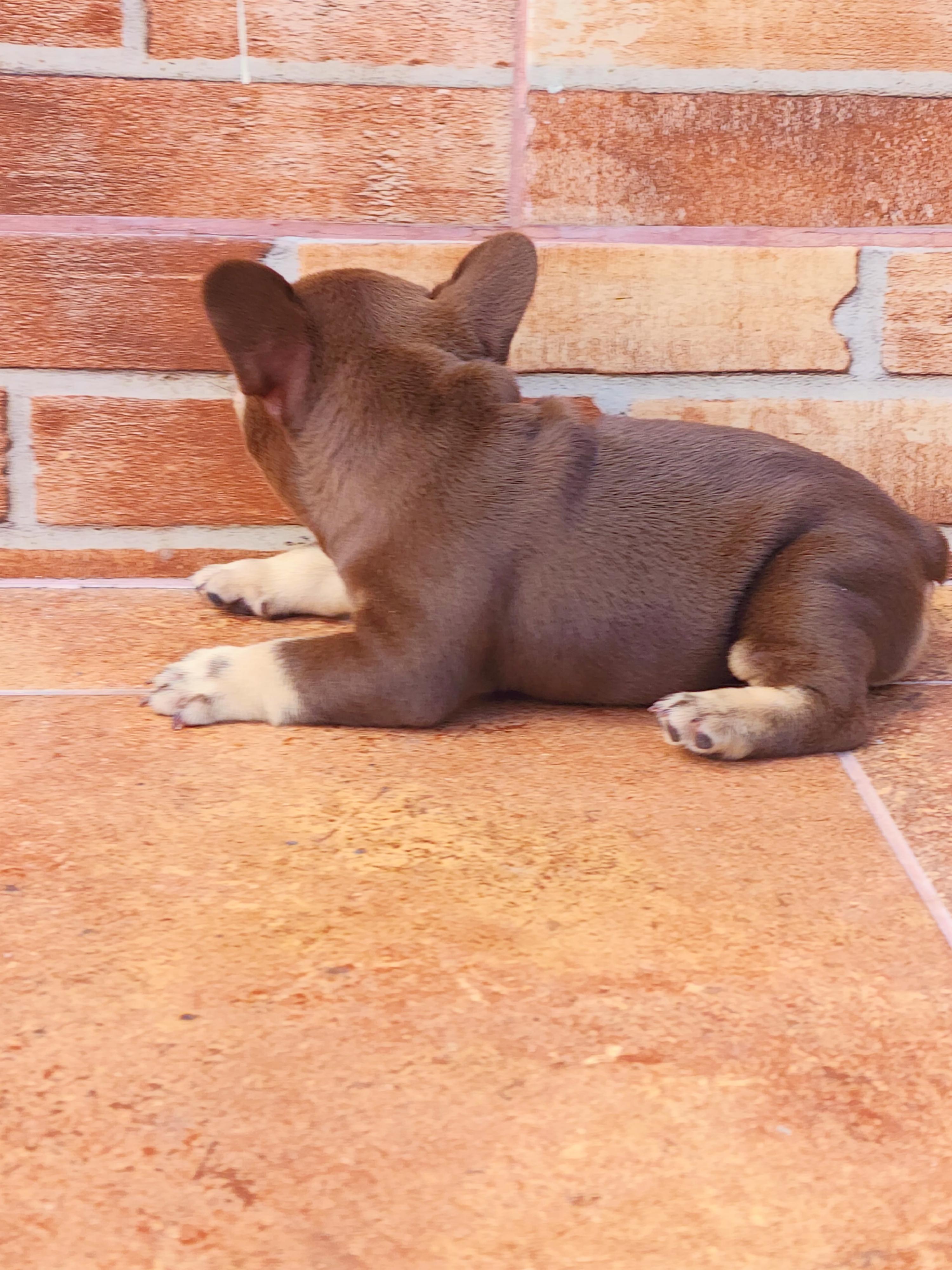 Bulldog frances hembra  Foto 7318033-8.jpg