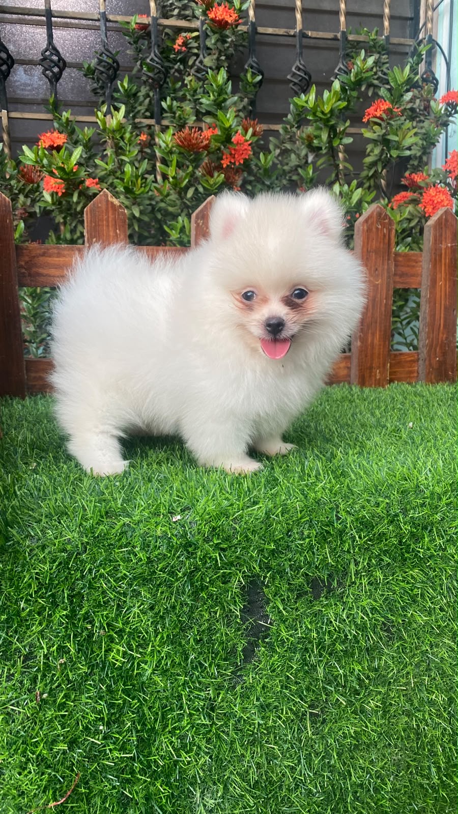 Pomerania Calidad Cara de Oso Machos  Foto 7318094-3.jpg