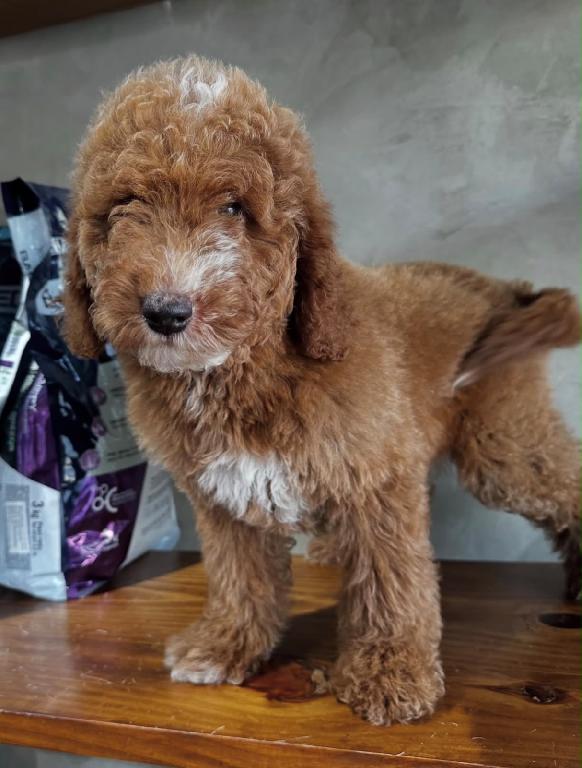 Goldendoodle Macho Foto 7318095-1.jpg