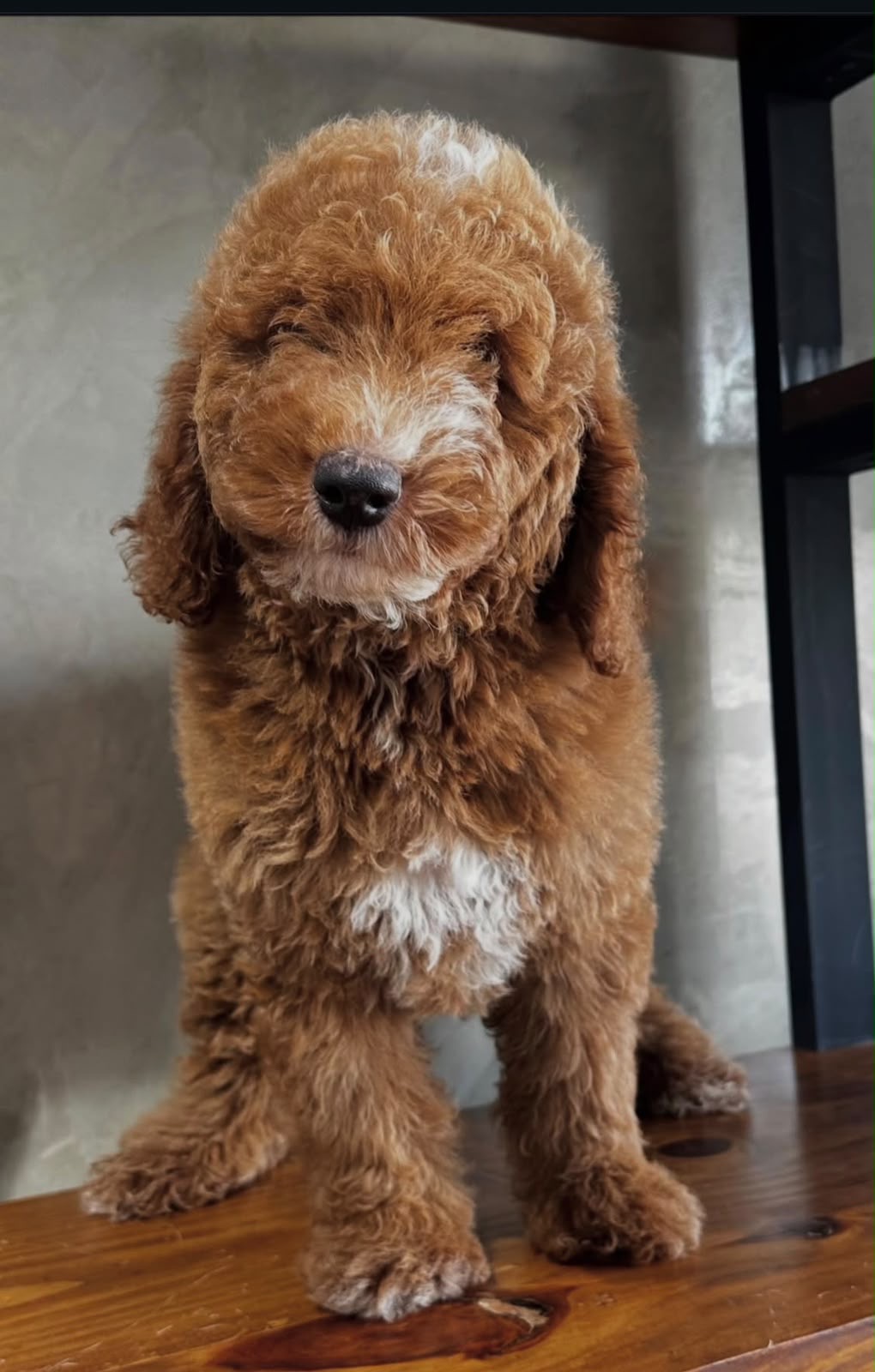 Goldendoodle Macho Foto 7318095-3.jpg