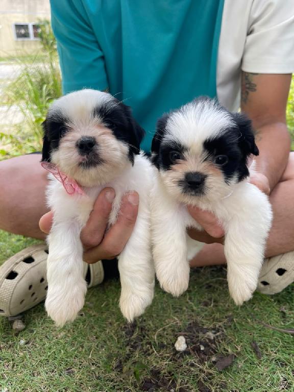 Shipoo Ambos Sexos  Foto 7318096-1.jpg