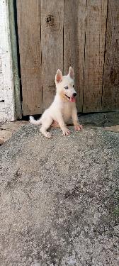 OFERTA CACHORRO HUSKY MACHO EN SANTO DOMINGO Y VACUNA AL DIA  Foto 7318104-1.jpg