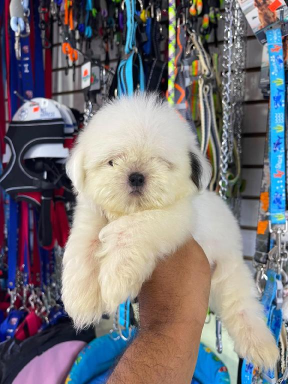 OFERTA CACHORRO SHIH TZU MACHO EN SANTO DOMINGO Y VACUNADOS  Foto 7318105-1.jpg