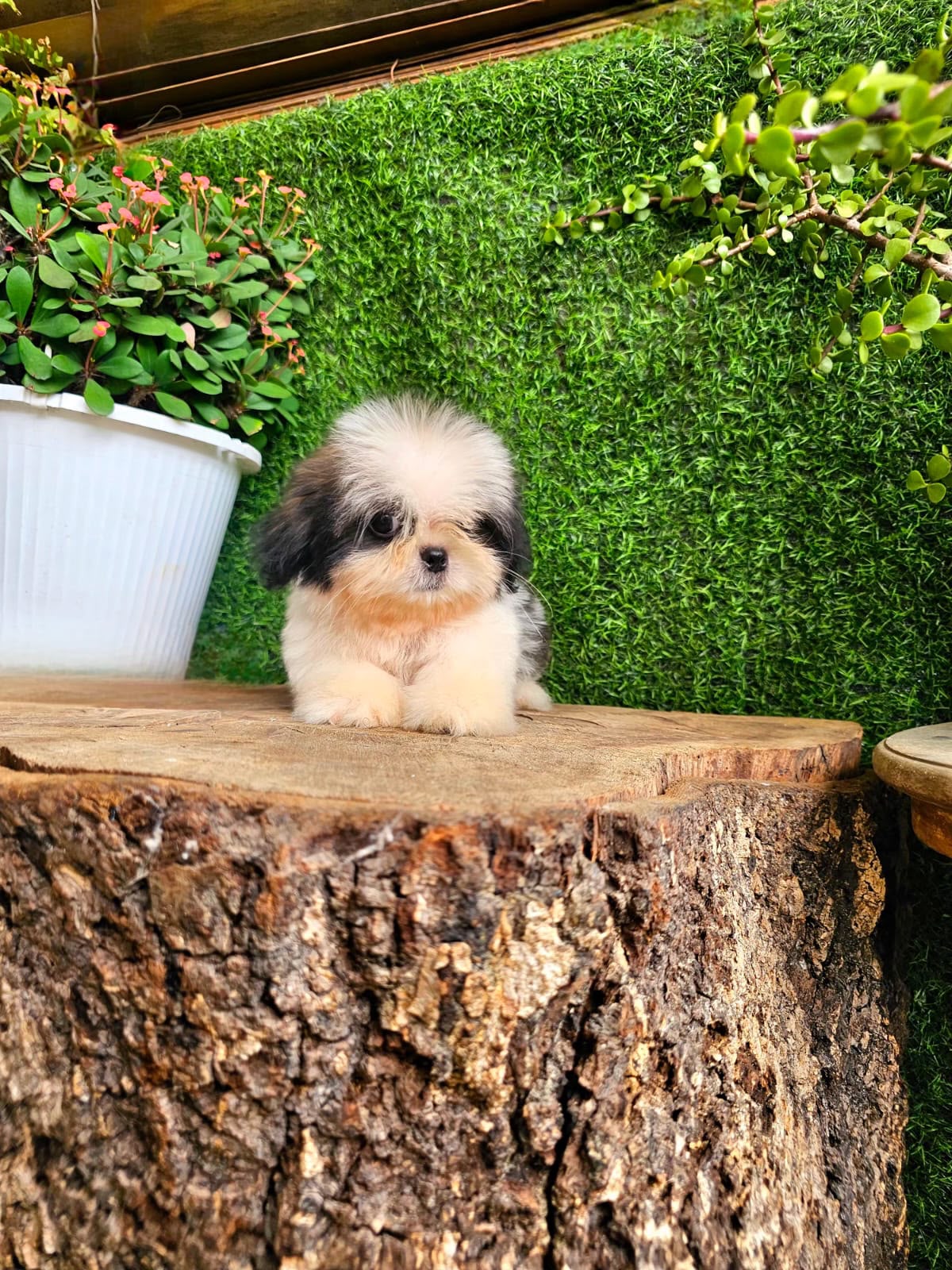 OFERTA CACHORRO SHIPOO MACHO EN SANTO DOMINGO Y VACUNA AL DIA  Foto 7318109-3.jpg