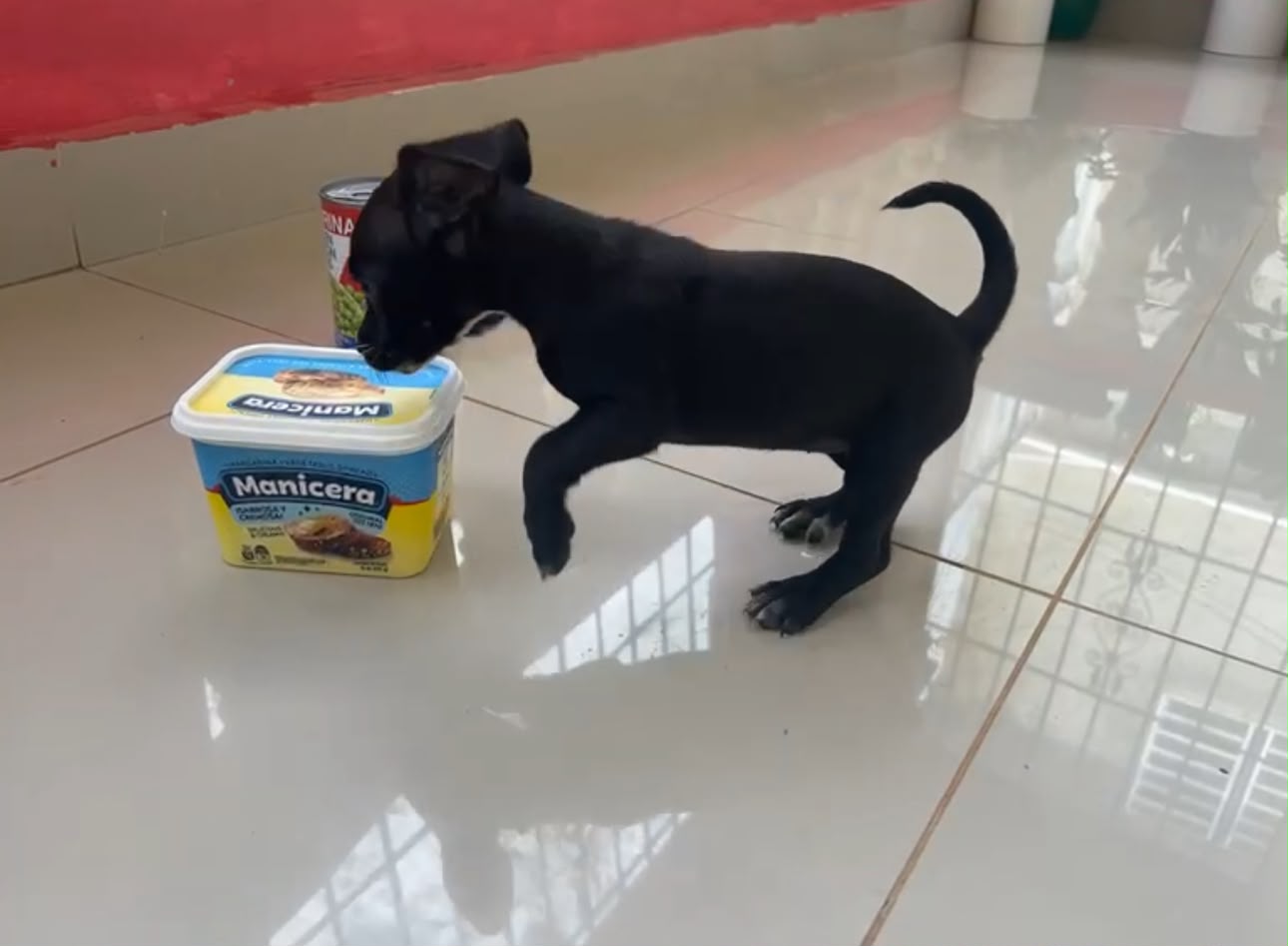 OFERTA CACHORRO CHIHUAHUA HEMBRA EN SANTO DOMINGO Y VACUNA AL DIA  Foto 7318110-1.jpg