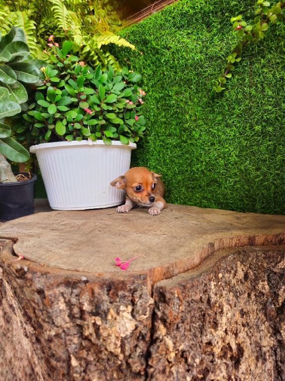 OFERTA CACHORRO CHIHUAHUA MACHO EN SANTO DOMINGO Y VACUNA AL DIA  Foto 7318111-1.jpg