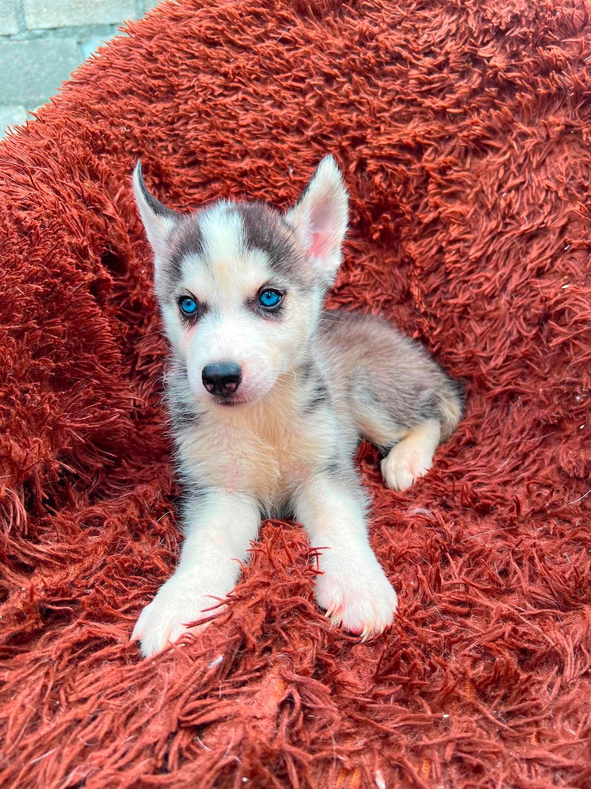 OFERTA CACHORRO HUSKY AMBOS SEXO EN SANTO DOMINGO Y VACUNA AL DIA  Foto 7318113-2.jpg