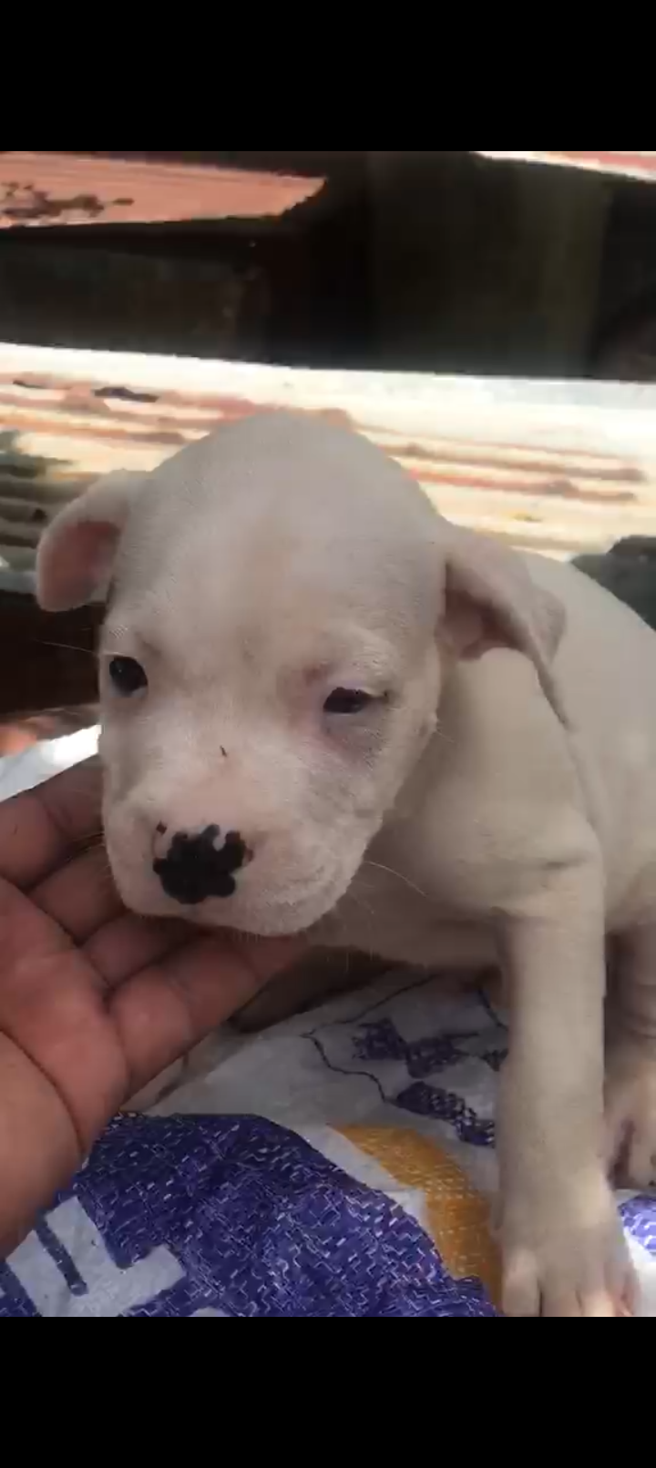 Dogo argentino  Foto 7318117-2.jpg