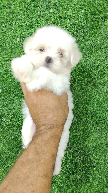 OFERTA CACHORRO MALTES AMBOS SEXO EN SANTO DOMINGO Y VACUNADOS  Foto 7318122-1.jpg