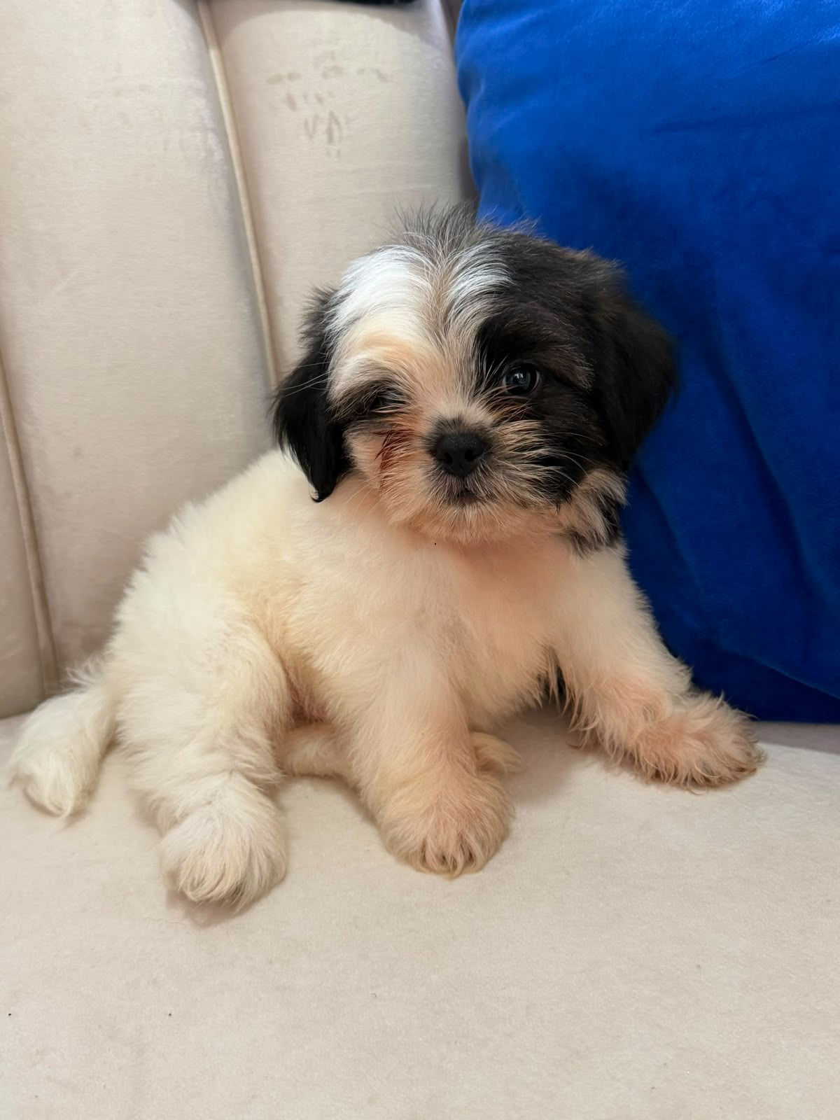 OFERTA CACHORRO SHIPOO MACHO EN SANTO DOMINGO Y VACUNA AL DIA  Foto 7318123-1.jpg