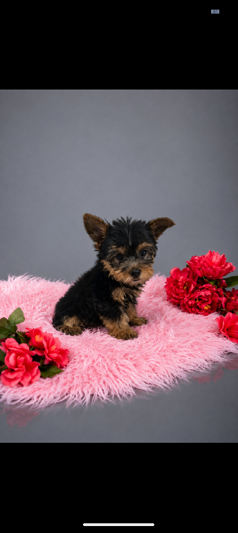Yorkie Terrier  Foto 7318131-1.jpg