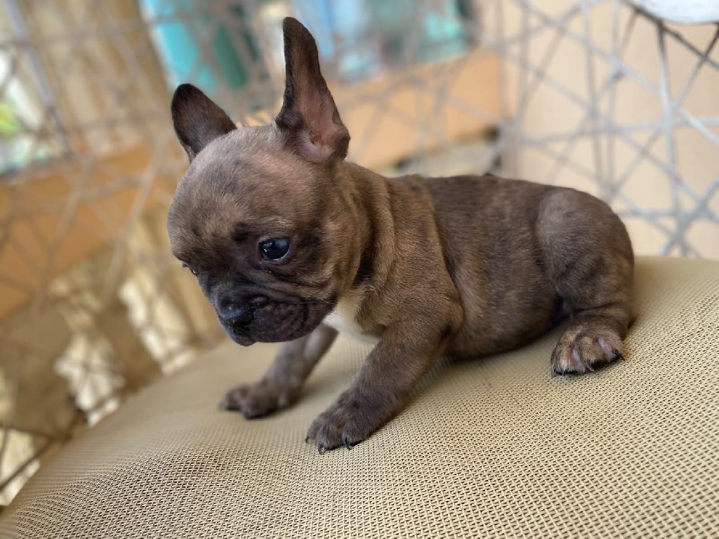 OFERTA CACHORRO BULLDOG FRANCES MACHO CON SU VACUNA AL DIA EN SANTO DO Foto 7318147-1.jpg