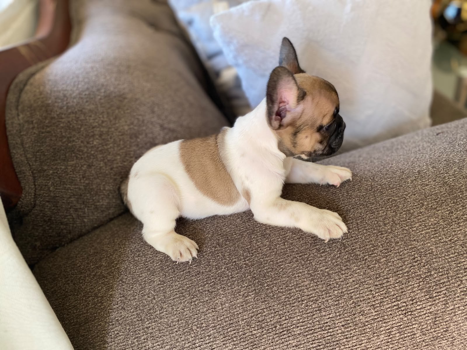 OFERTA CACHORRO BULLDOG FRANCES MACHO CON SU VACUNA AL DIA EN SANTO DO Foto 7318147-2.jpg
