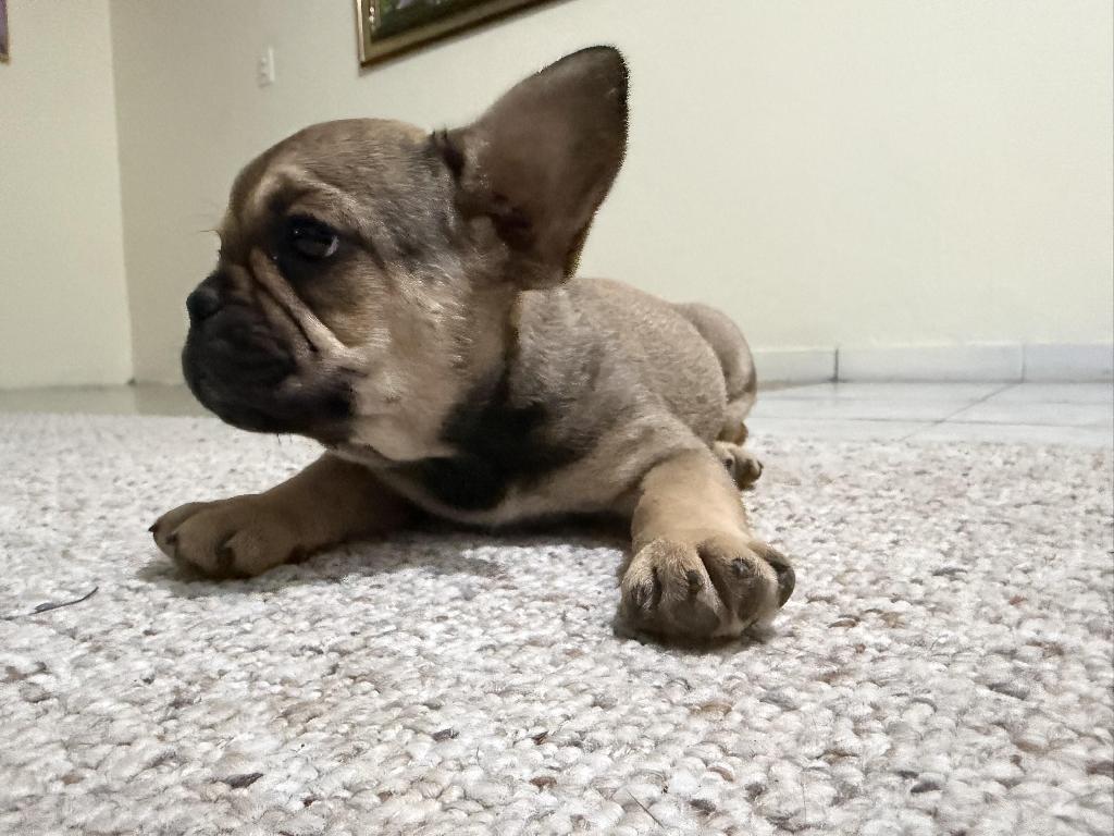Buscas el compañero perfecto? Tu Bulldog Frances soñado está aquí!  Foto 7318250-1.jpg
