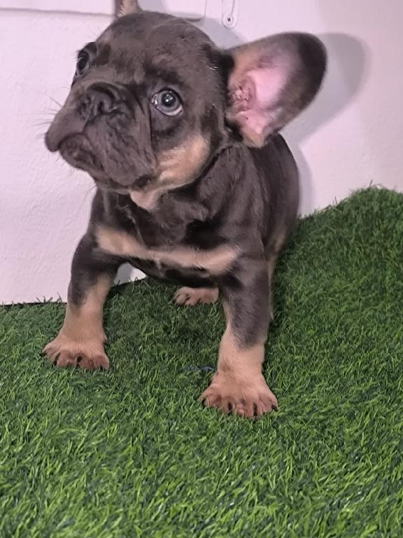 OFERTA CACHORRO BULLDOG FRANCES MACHO CON SU VACUNA AL DIA EN PUNTA CA Foto 7318275-1.jpg
