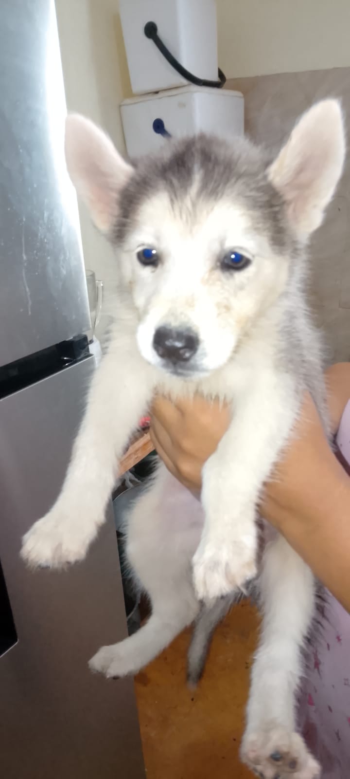 OFERTA CACHORRO HUSKY HEMBRA EN SANTO DOMINGO Y VACUNA AL DIA  Foto 7318276-2.jpg