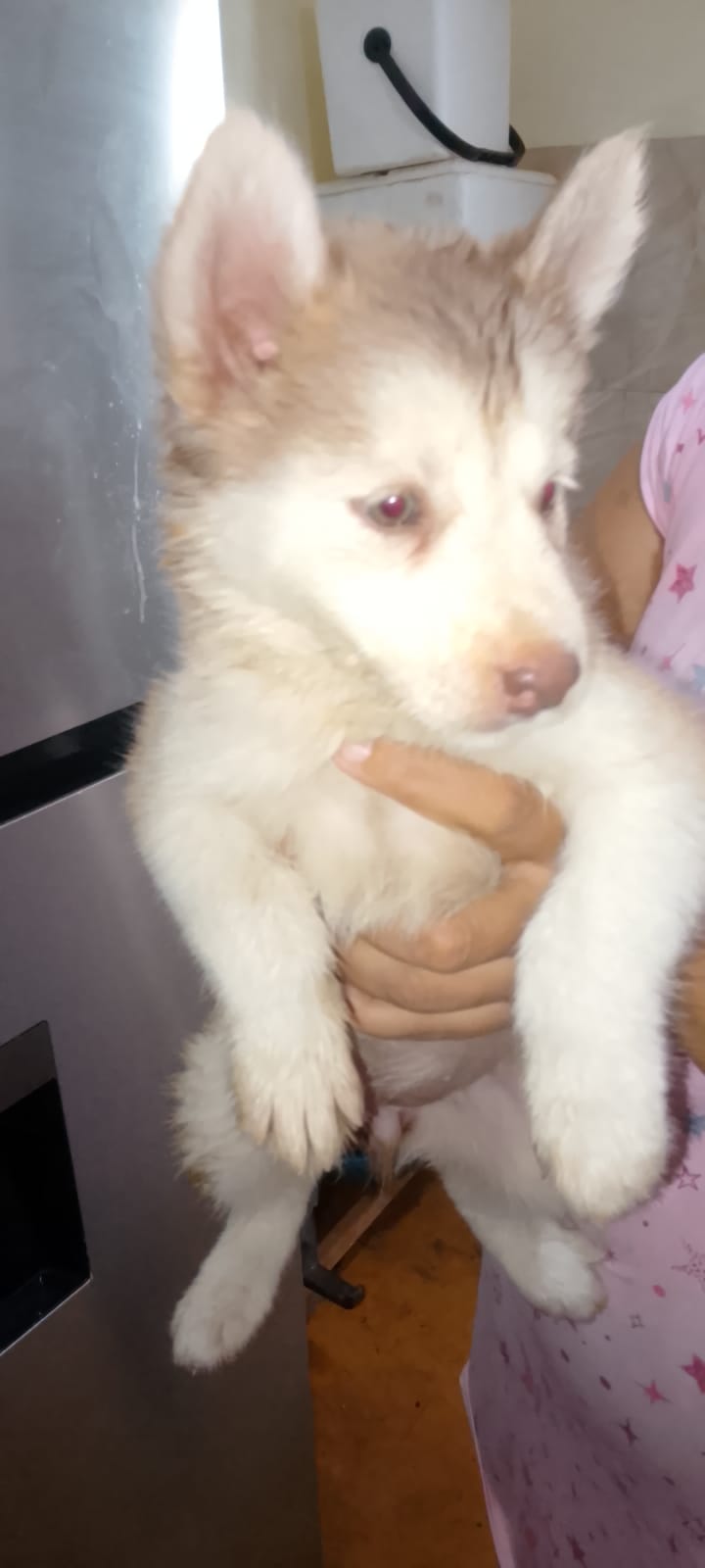 OFERTA CACHORRO HUSKY HEMBRA EN SANTO DOMINGO Y VACUNA AL DIA  Foto 7318276-4.jpg