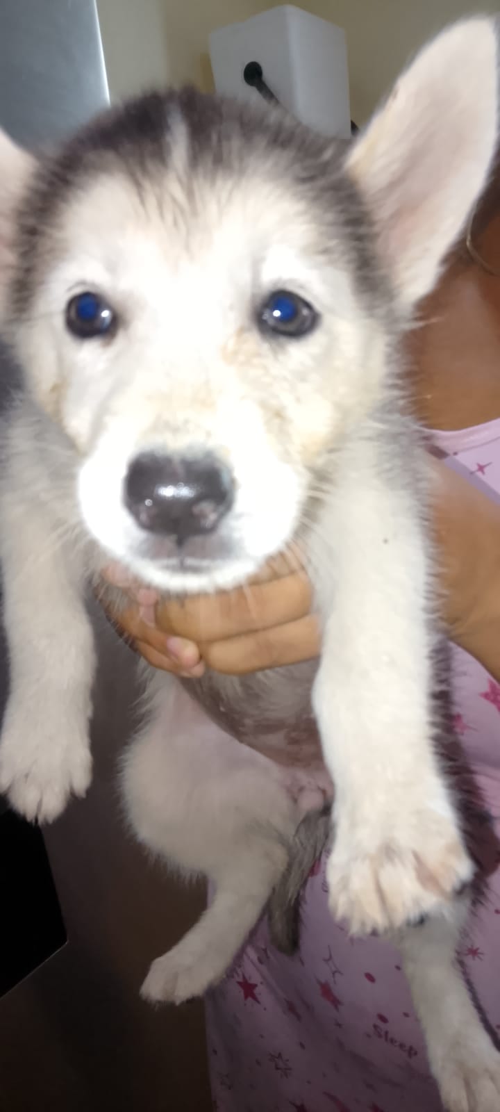 OFERTA CACHORRO HUSKY HEMBRA EN SANTO DOMINGO Y VACUNA AL DIA  Foto 7318276-5.jpg