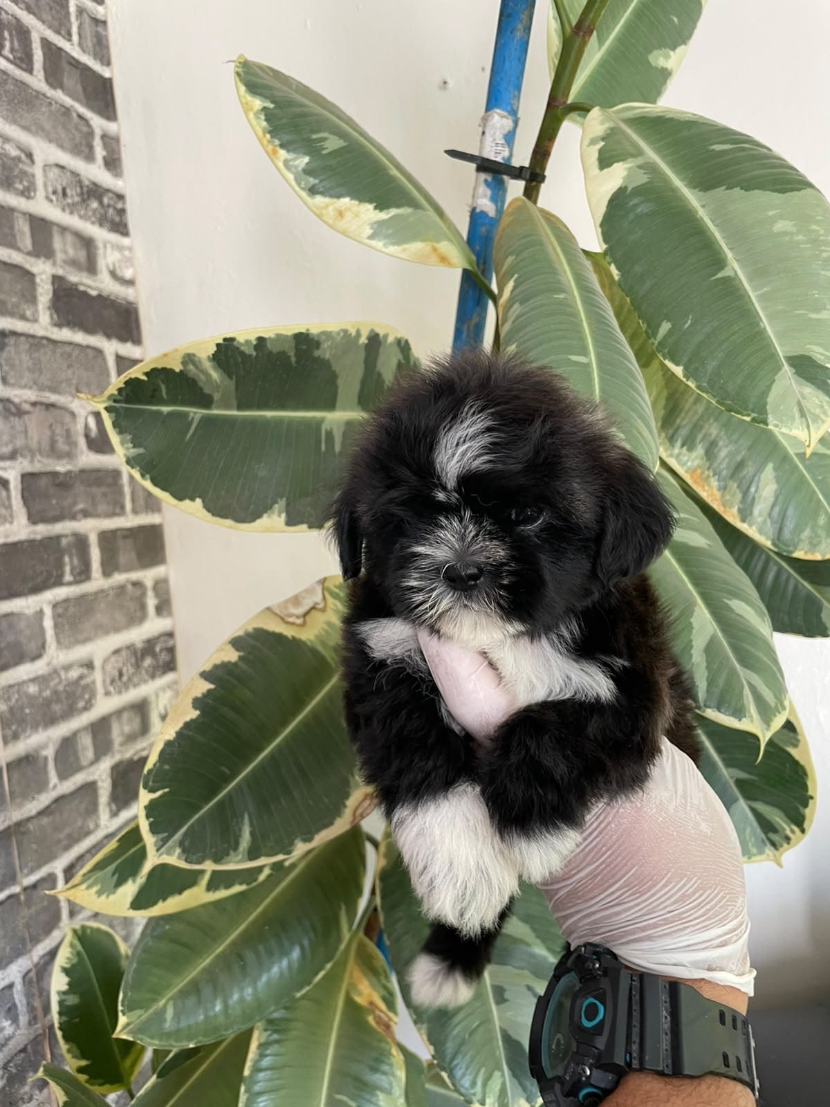 OFERTA CACHORRO SHIPOO AMBOS SEXO EN SANTO DOMINGO Y VACUNA AL DIA  Foto 7318277-2.jpg