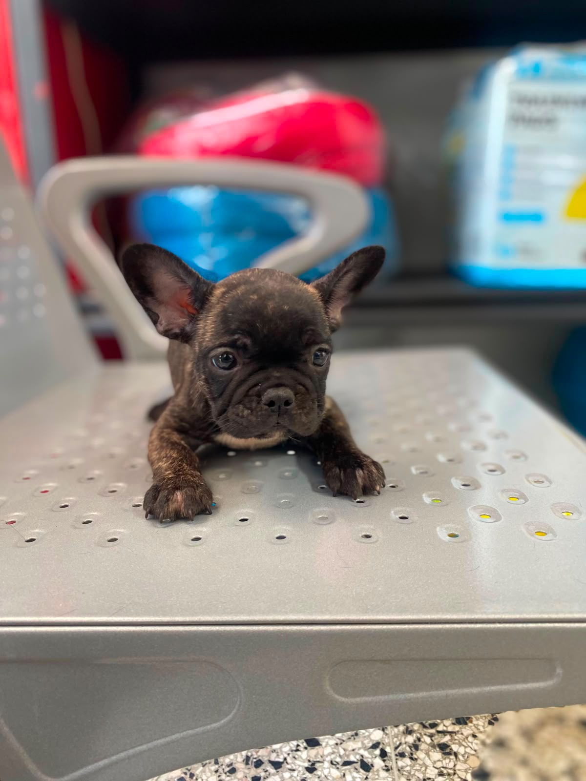 OFERTA CACHORRO BULLDOG FRANCES HEMBRA EN SANTO DOMINGO Y VACUNA AL DI Foto 7318343-2.jpg