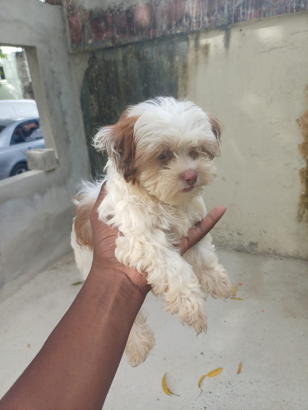 OFERTA CACHORRO SHIPOO HEMBRA EN SANTO DOMINGO Y VACUNA AL DIA  Foto 7318344-2.jpg