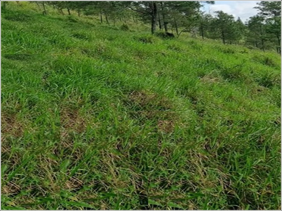 Vendo 100000 Mts.2 de Terreno en BUENA VISTA JARABACOA Cerca del RAQUE Foto 7318687-2.jpg